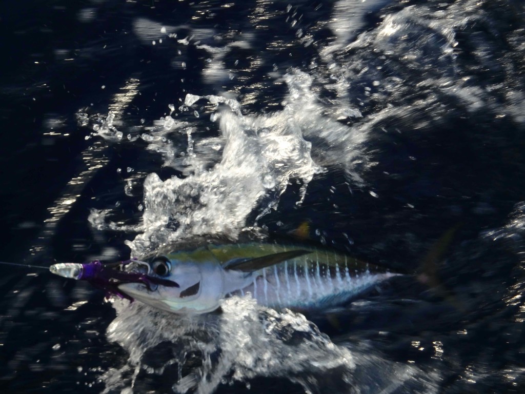 Beautiful - One of the few fish we caught on passage