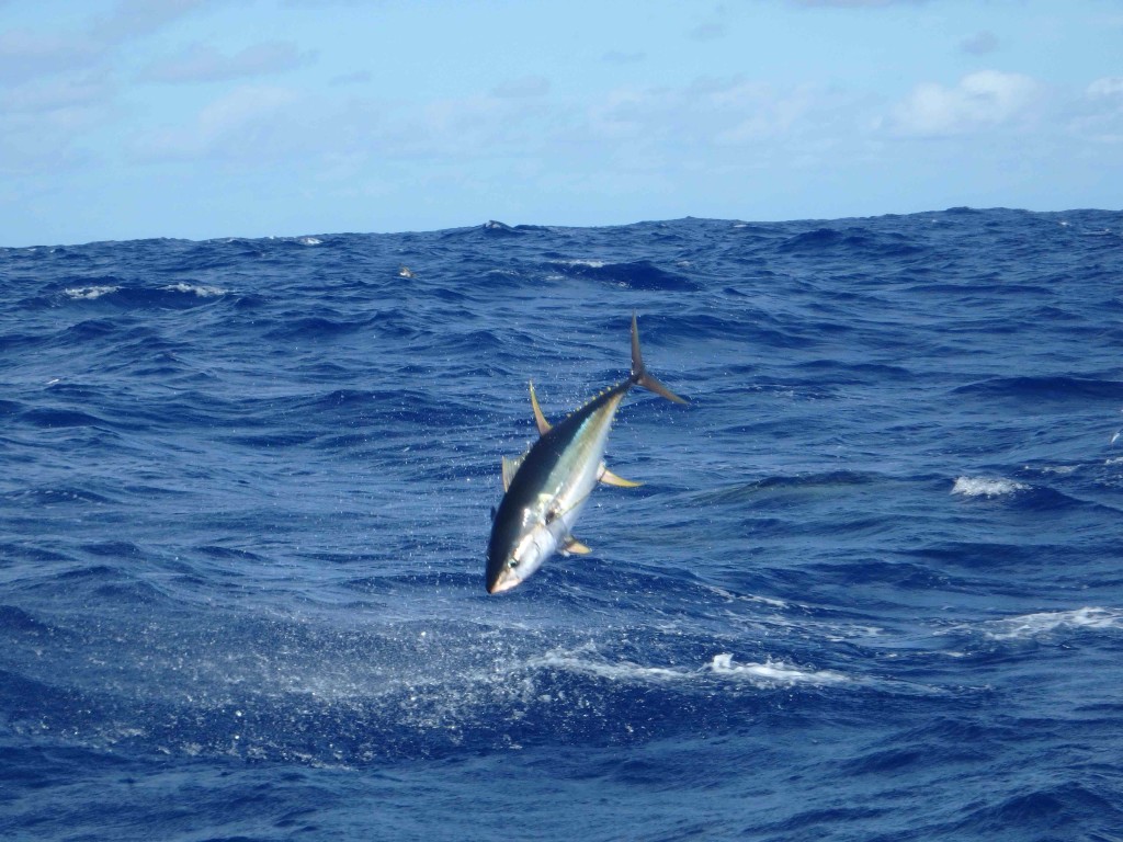 One That Got Away - Large Yellowfin Tuna flaunting it