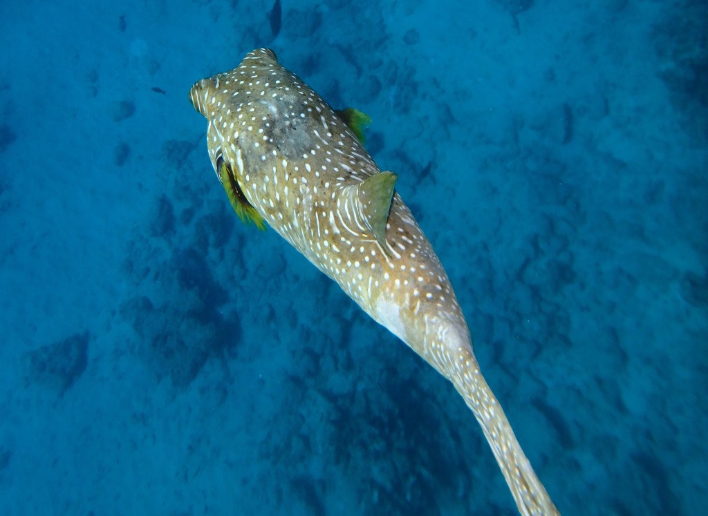 Funny Fish - A pair of these stayed under our boat for a week