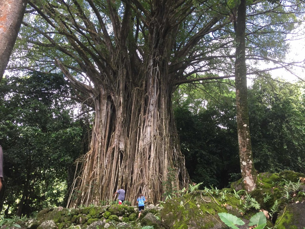 Giant Banyan - Perhaps 50 feet across at the base