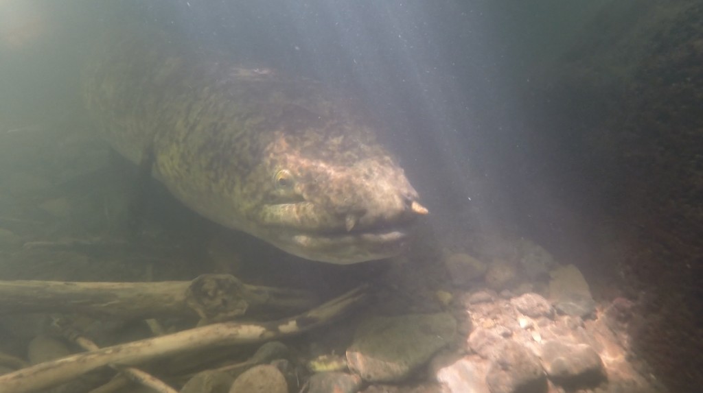 Freshwater Eel (Large) - Image courtesy s/v Harlow Hut