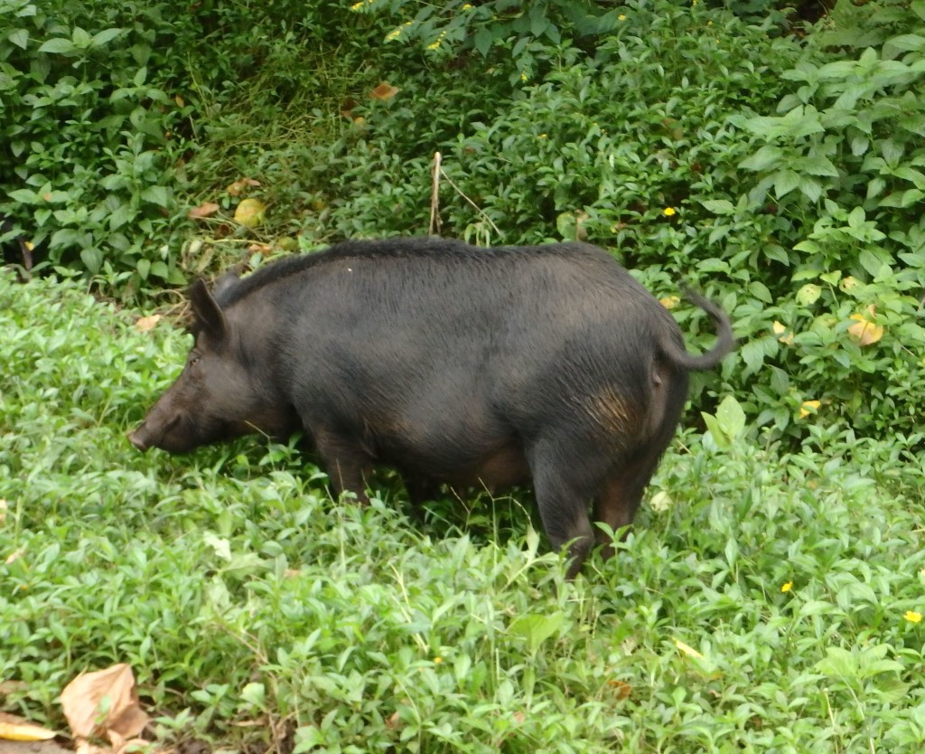 Running Wild - One of many wild pigs roaming in the Marquesas