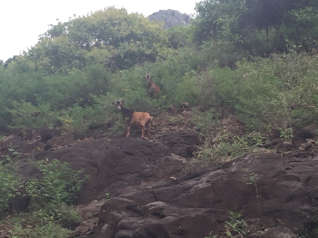 Wild Goats - They apparently require an amazing view