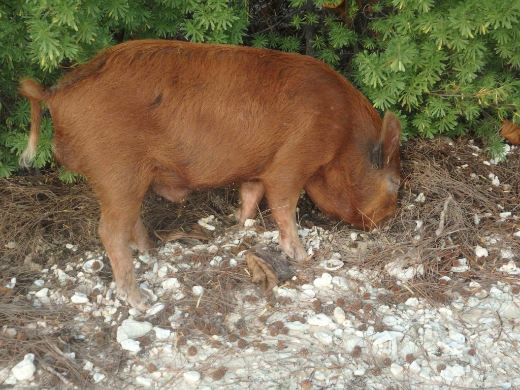 Here Piggy! - Wild pigs, goats and chickens roam everywhere freely in the Marquesas