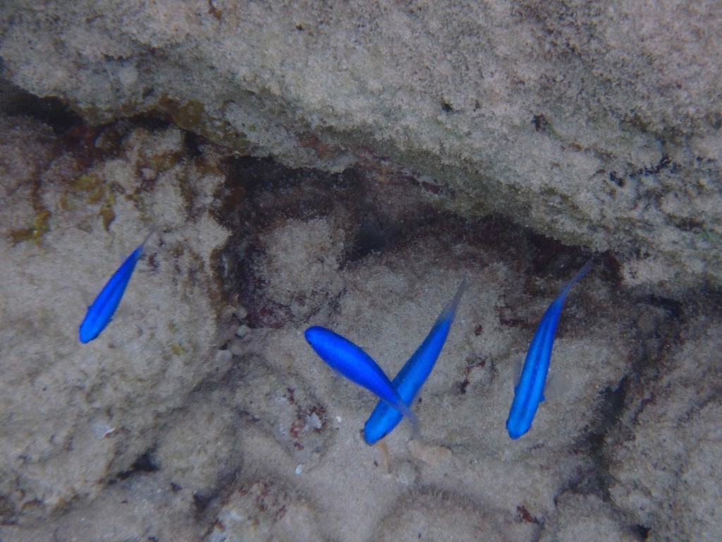 Little Blues - Just a few of the colorful reef fish