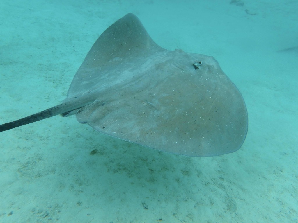 Stingray - These almost tame stingrays will let you touch them