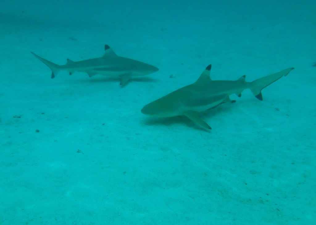 Black Tip Reef Sharks - We're very used to swimming with them now