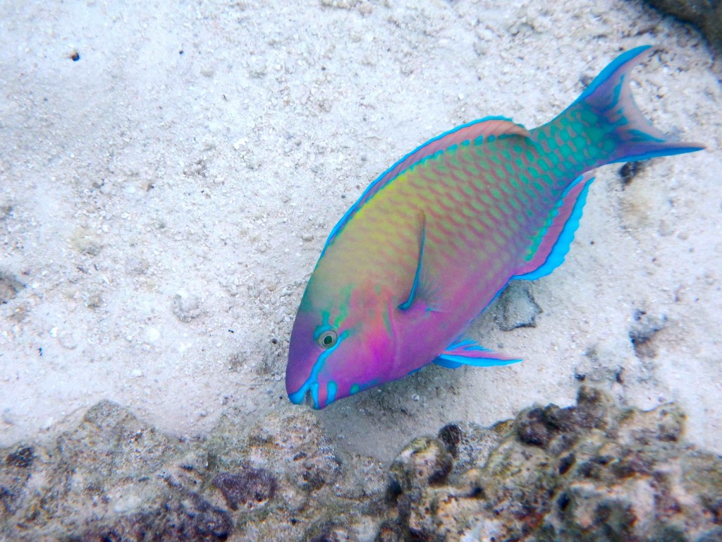 Psychedelic Fish - Seriously, this is not camouflage here people!