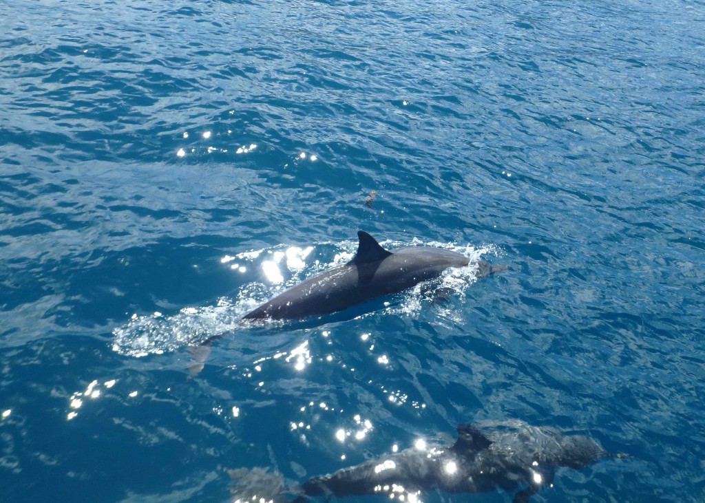 Dolphins off the Port Bow - Haapiti Greeting Committee
