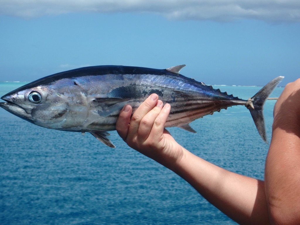 C'est Bon...Bonita - A nice Bonita caught on passage, Moorea