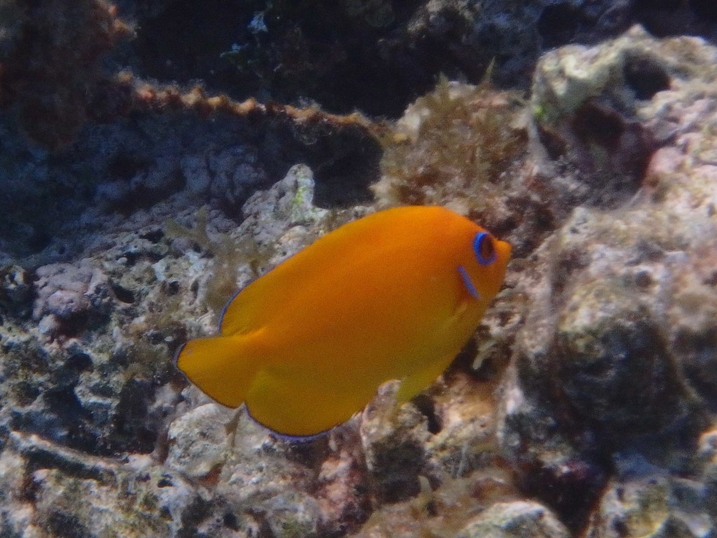 Reef Fish Series I - These small gold fish are beautiful, some of our favorites