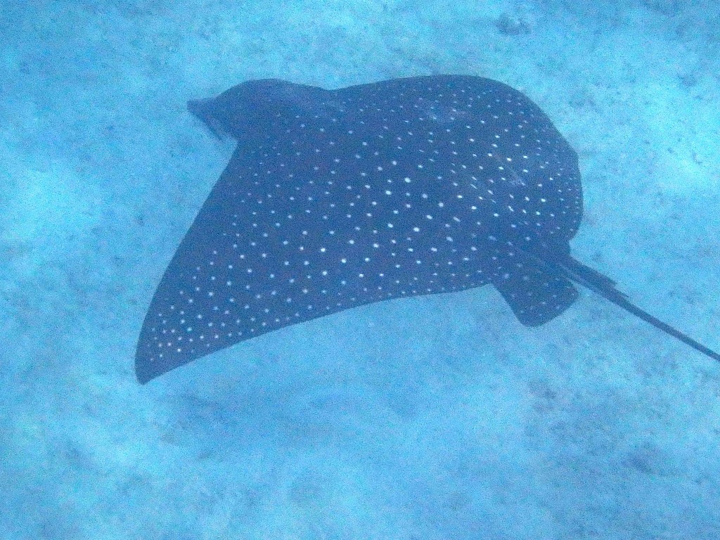 Spotted Eagle Ray - Swimming beneath the boat in about 25 ft depth