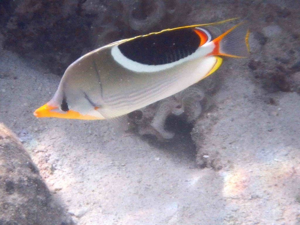 Reef Fish Series III - These fish usually swim in pairs, this one is still single