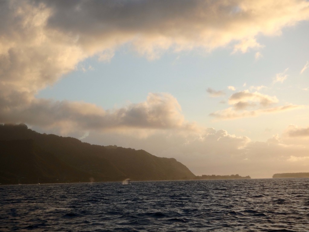 Thar She Blows! - One of several humpback whale pods, we diverted course to avoid them