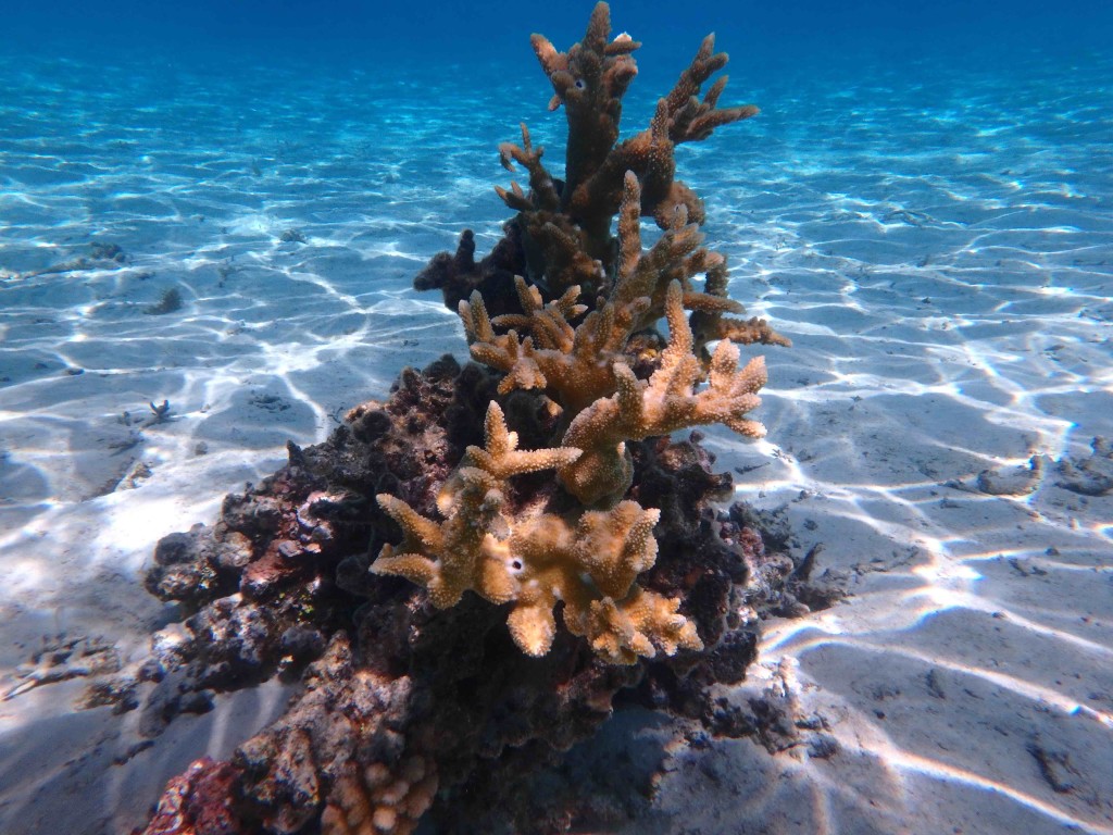 Coral Sculpture - I love this coral and its perfect background