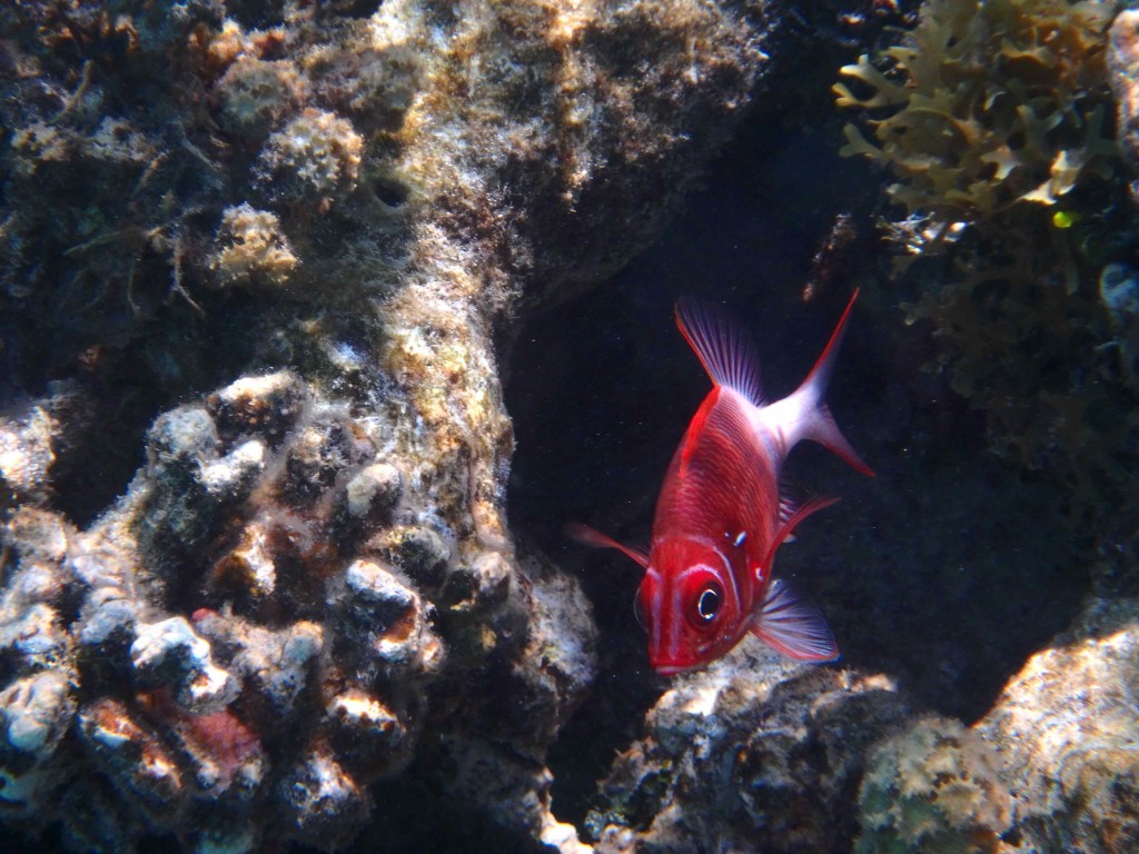 Reef Fish Series IV - The little fish is a rare one,  Sarah tracked him down