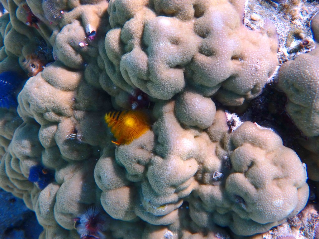 Colors Abound - Happy corals make for a happy ecosystem