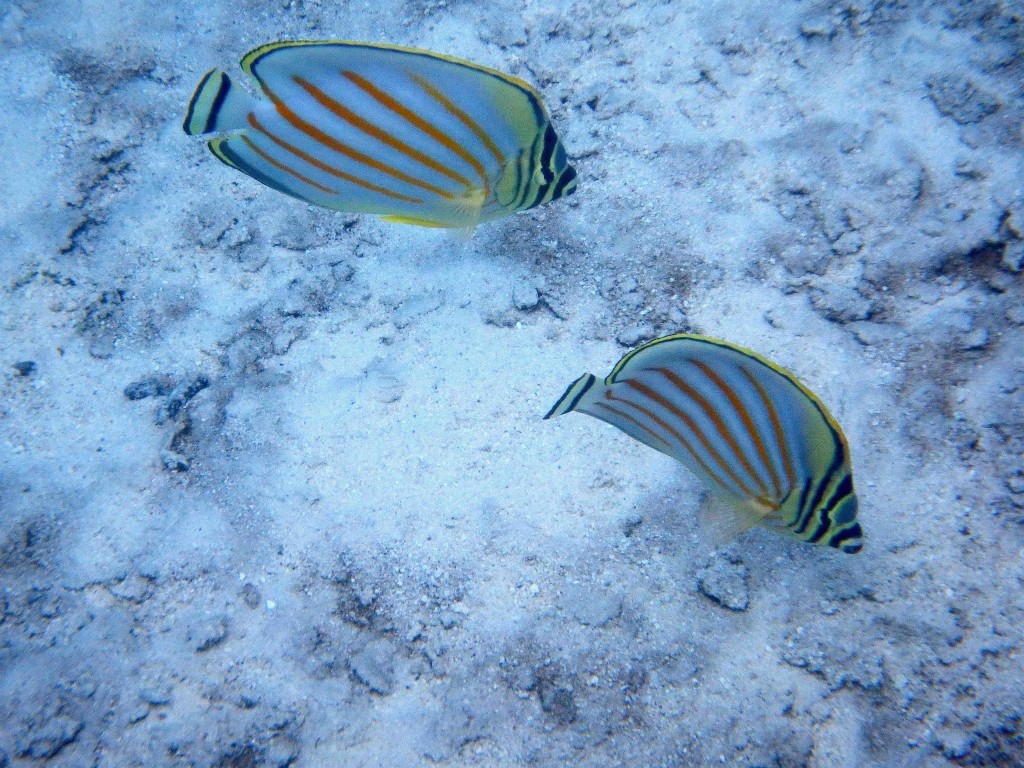 Reef Fish Series VI - Good looking pair