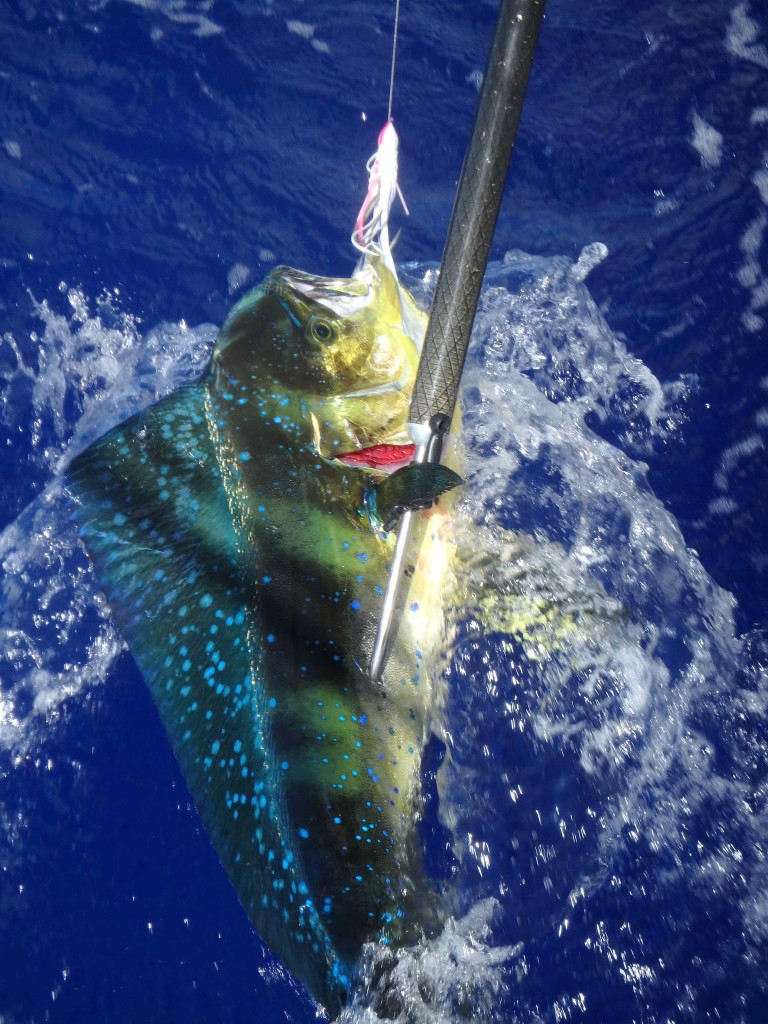 Mahi Mahi - Caught on passage