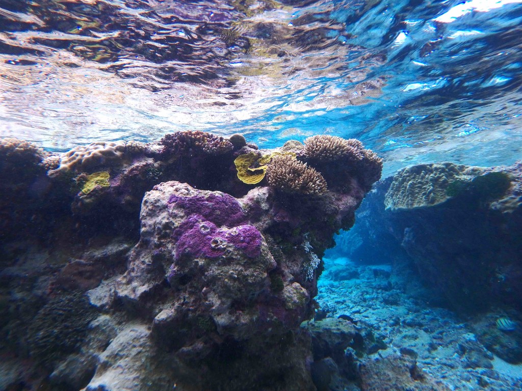 Coral Gardens Abound - Everywhere we went the coral was happy & plentiful