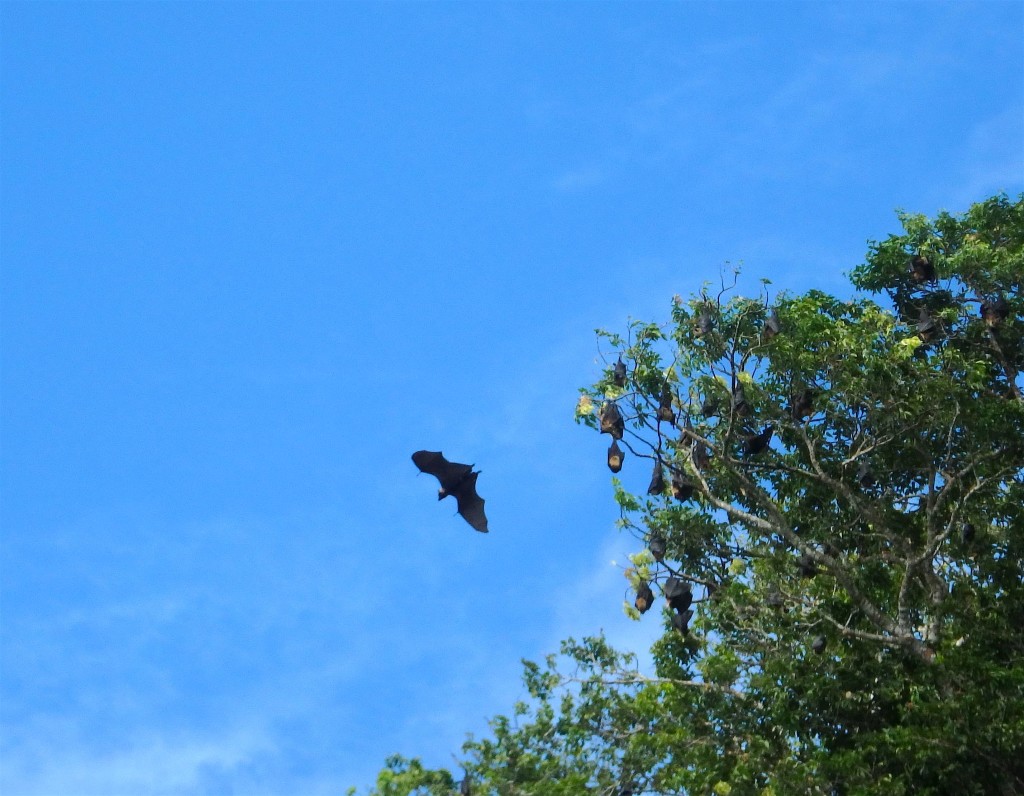 Flying Fox - A good daytime photo of the giant fruit bat. Notice several bundled in the tree