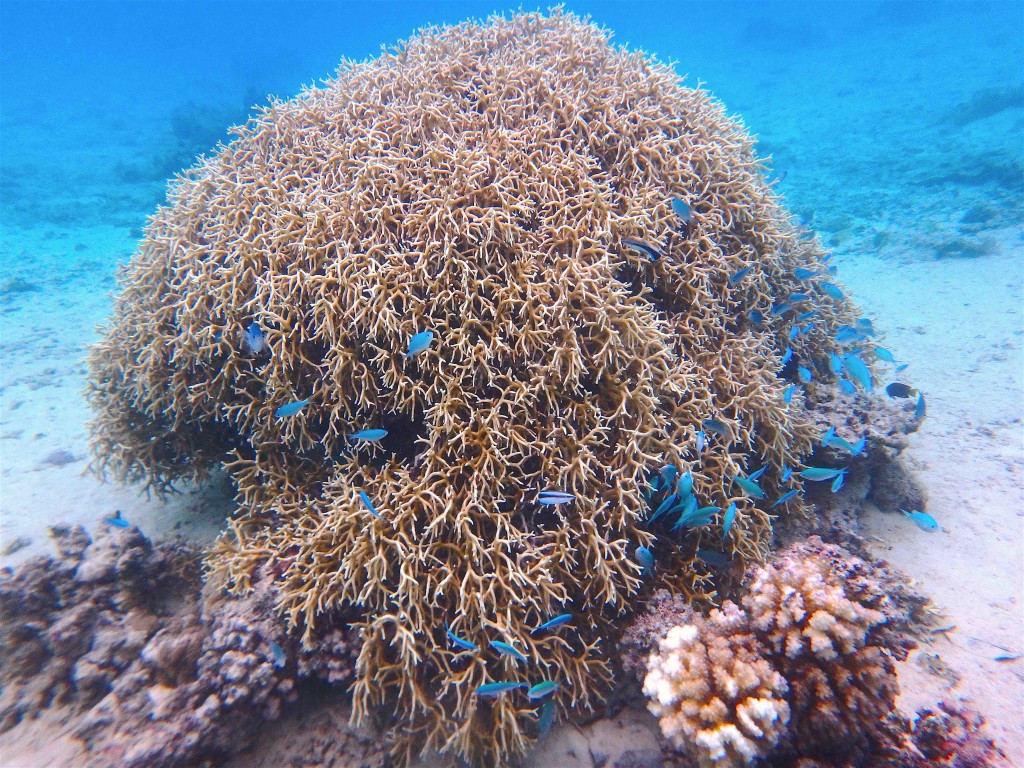 Coral Shelter - Many happy fish shelter in the protection of this coral head