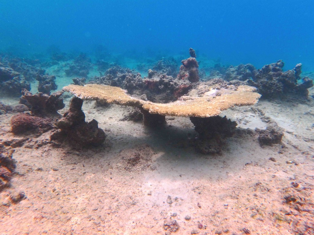 Single Fan - Another beautiful fan coral