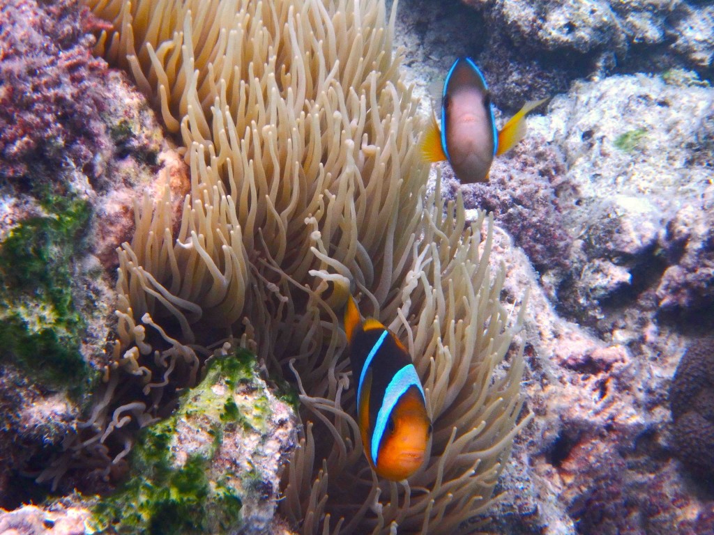 On Guard! - Watching the home anemone, a familiar sight