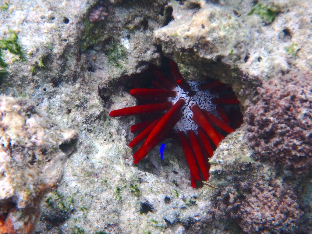 Christmas? - Not sure what this urchin-like creature is, but it definitely caught our eye