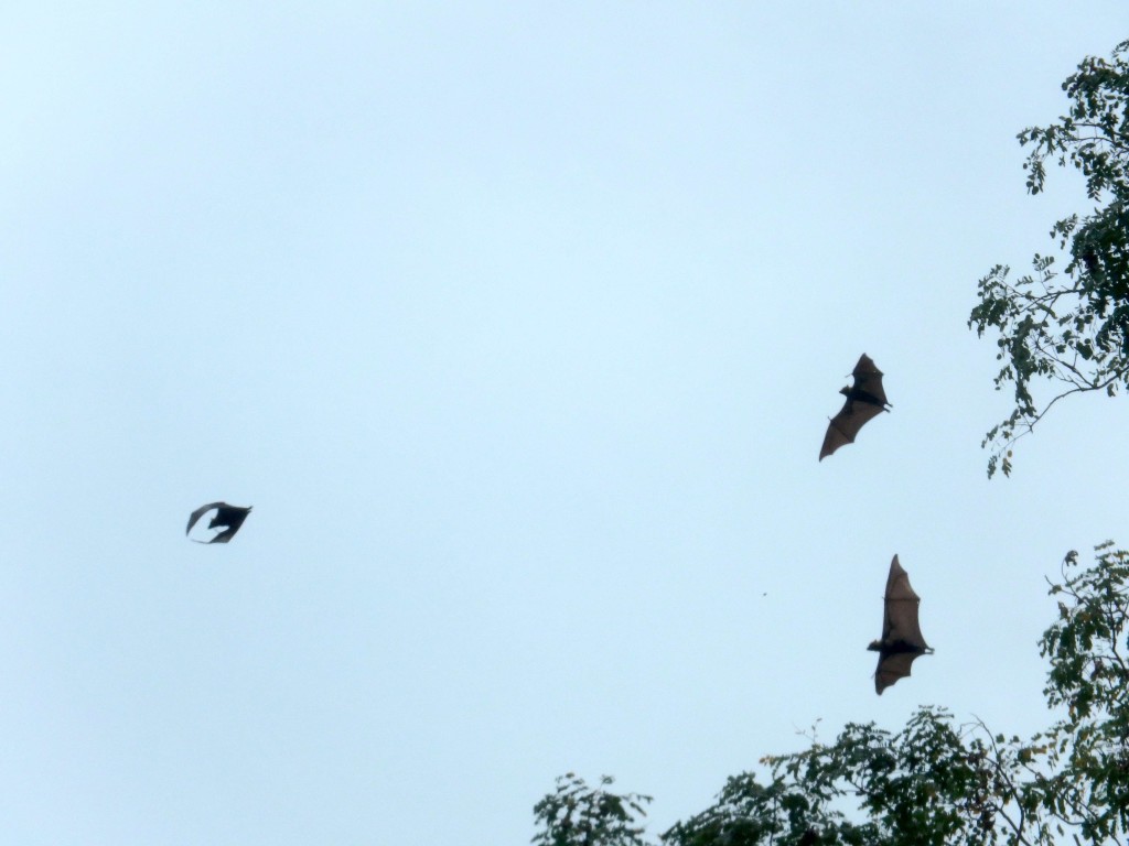 Bats in the Belfry - Several bats take off as dusk approaches. At dark they'll fill the sky