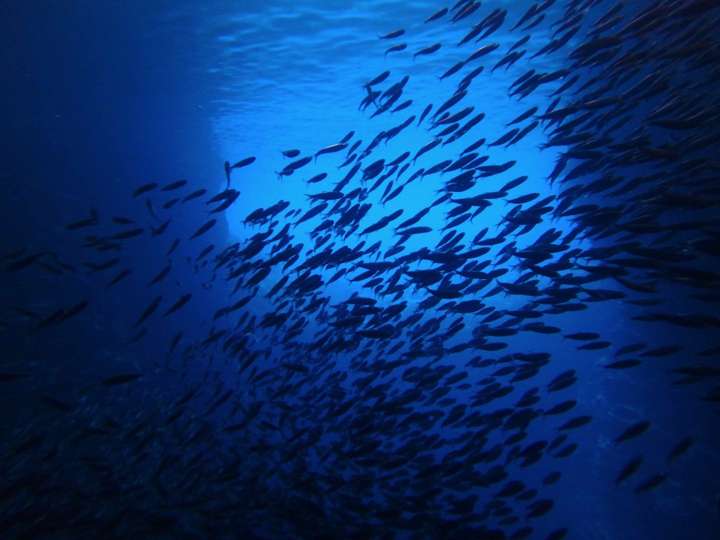 Bait Ball - Swimming through giant schools of  sardine-like fish was an incredible experience