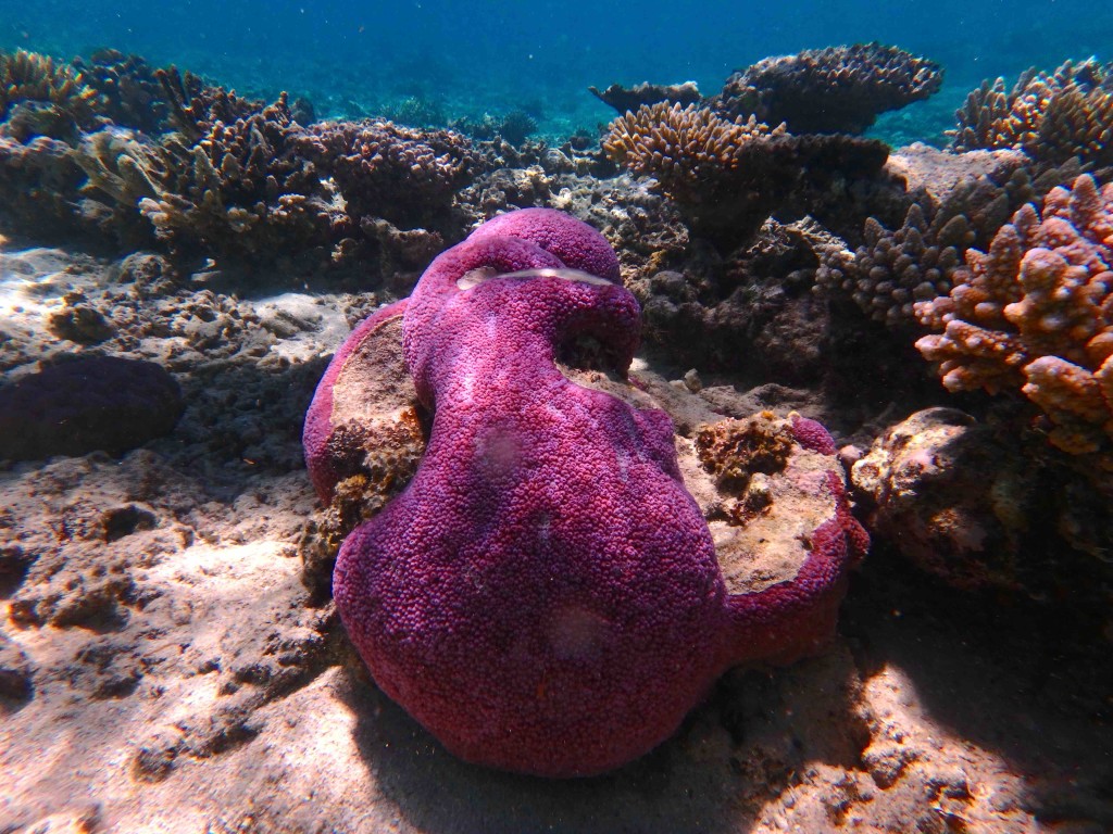 Coral Color - Incredible submarine landscapes in Tonga