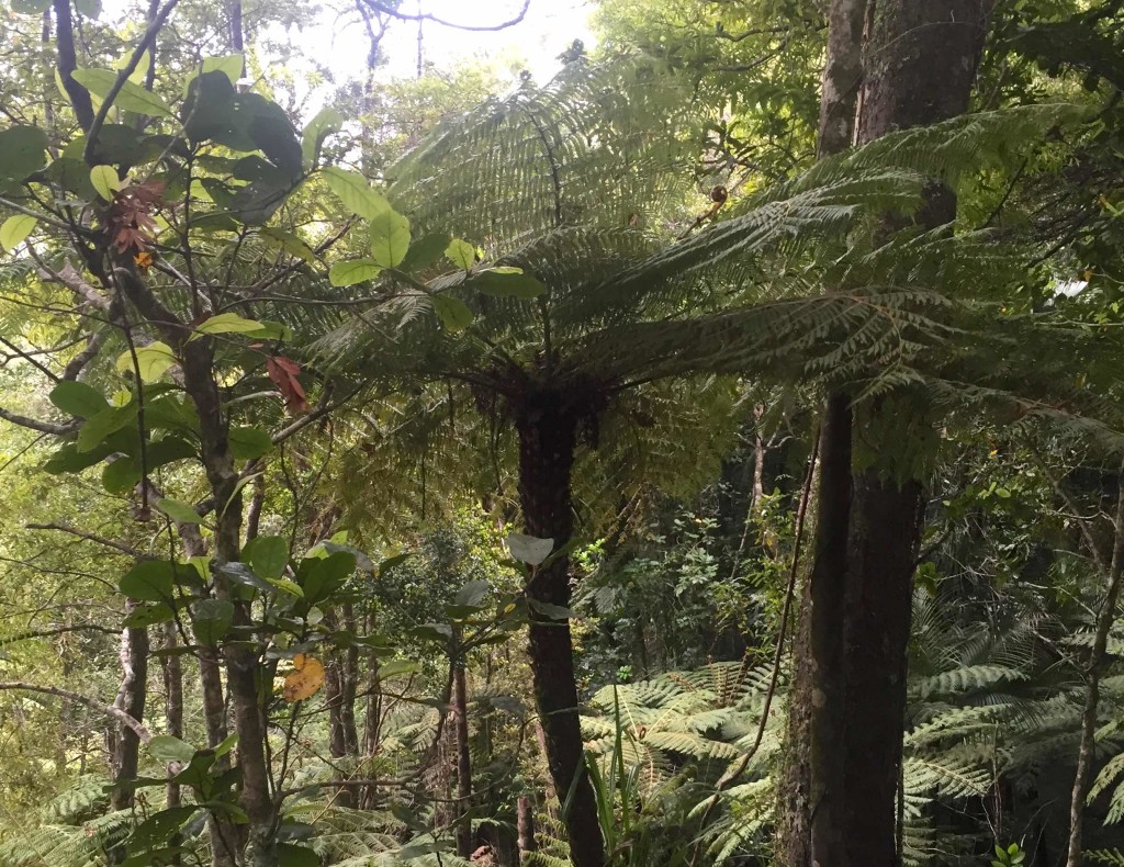 Tree Fern - Frequently found in the woods, these are commonly called Weki