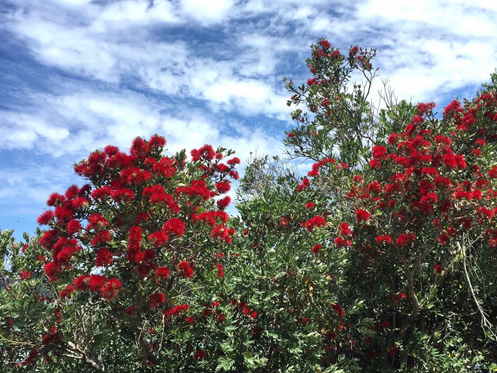 Pahutukawa - The lovely Pahutukawa tree blooms shockingly red and green around Christmas