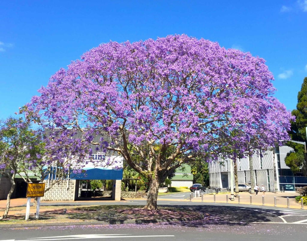 Purple Wow - Flowers & trees, like this Purple Jacaranda, bloom everywhere