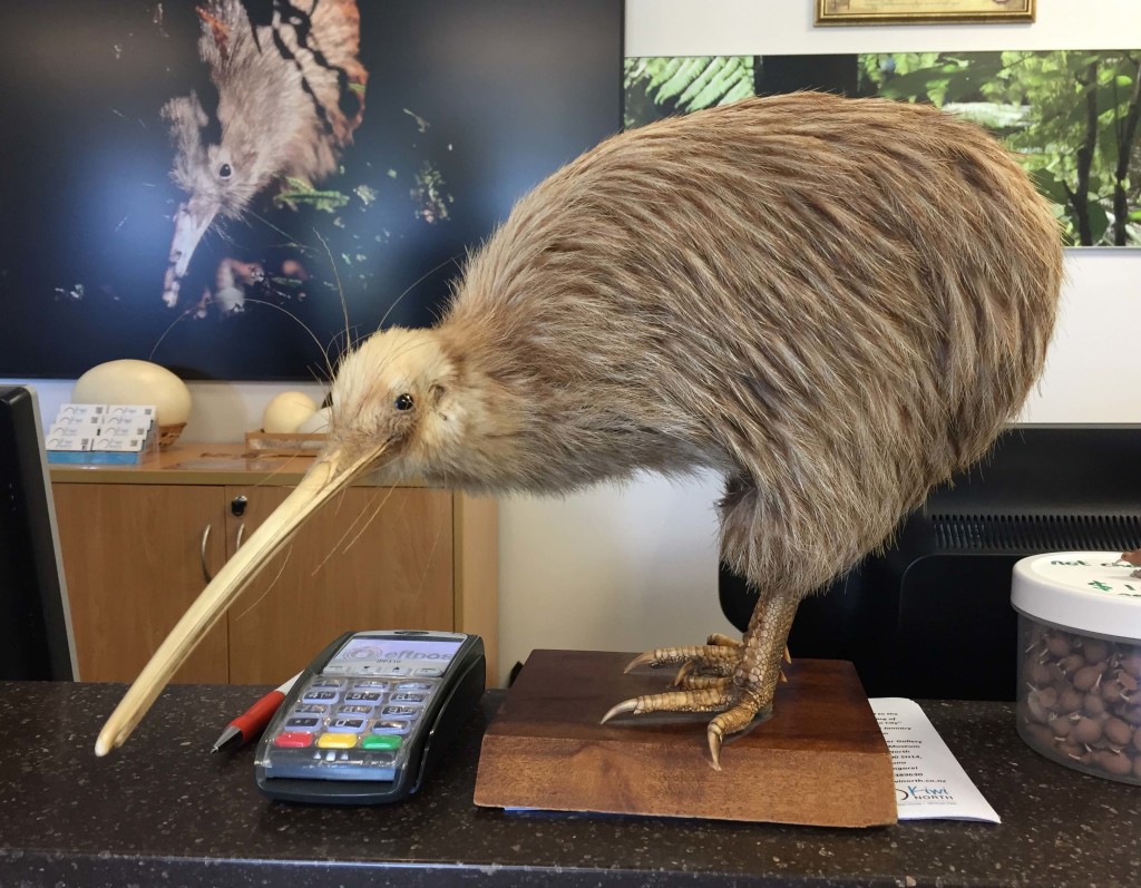 Stuffed Kiwi - Greeting entrants at Kiwi North, this stuffed kiwi is over 100 years old and still very lifelike