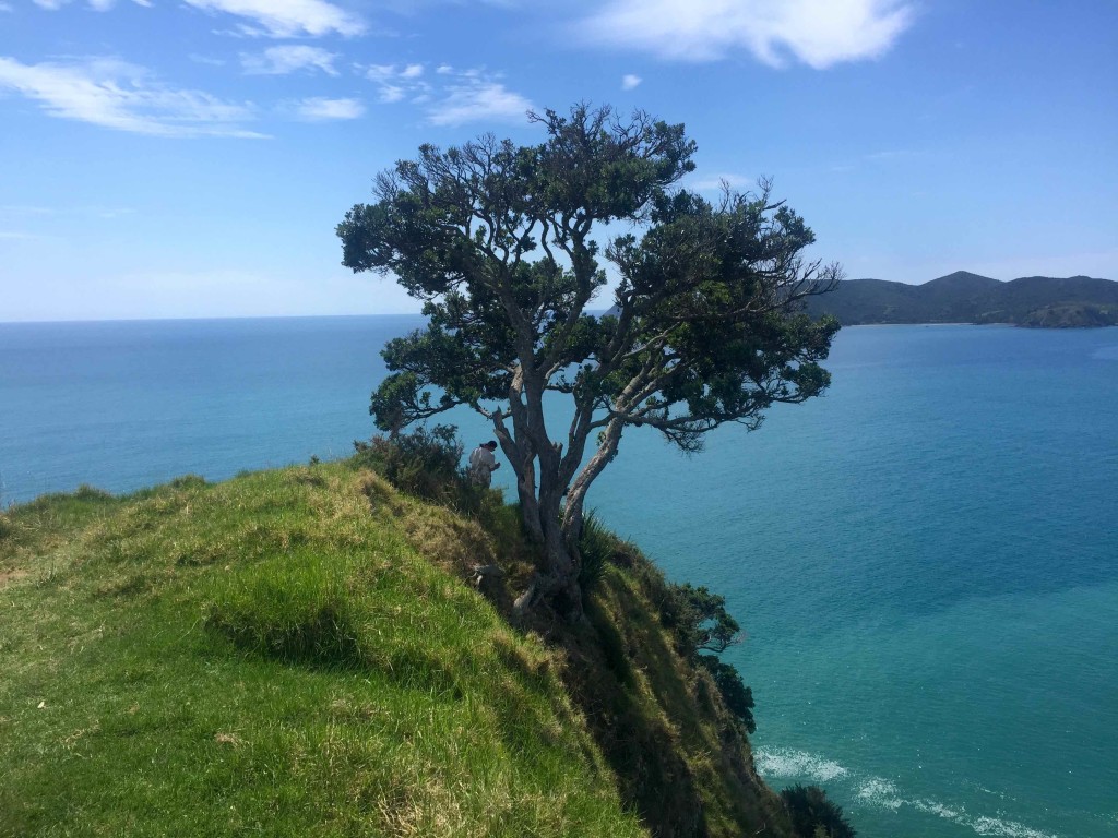 Solitary - This solitary tree provides much-needed shade in a contemplative place