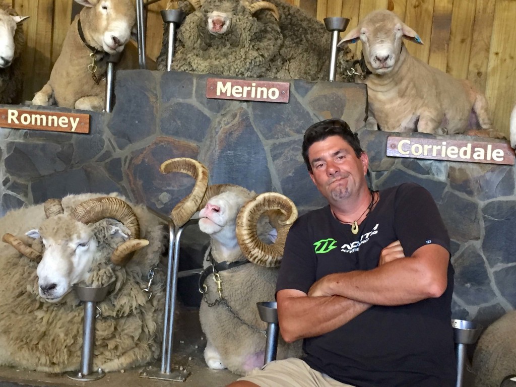 Selection of Sheep - Peter enjoying the company of several sheep from the show at the Agrodome