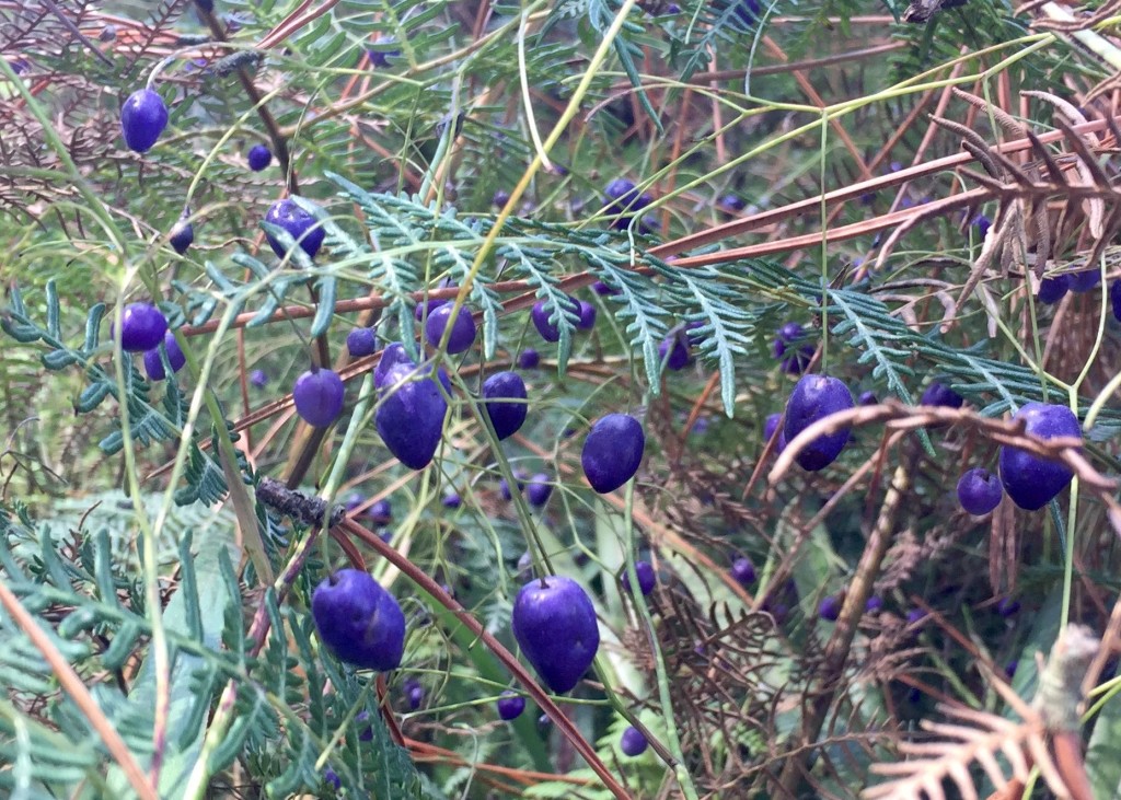 Cool Blues - I'll leave identification of this to someone more horticulturally inclined