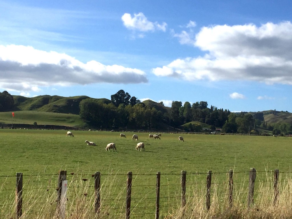 Happy Pastures - A common sight!