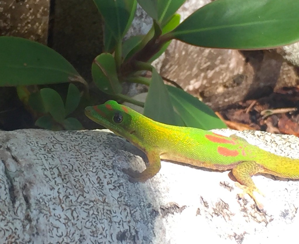 Green Gecko - A gorgeous green gecko attempts to blend into his Hawaiian surroundings